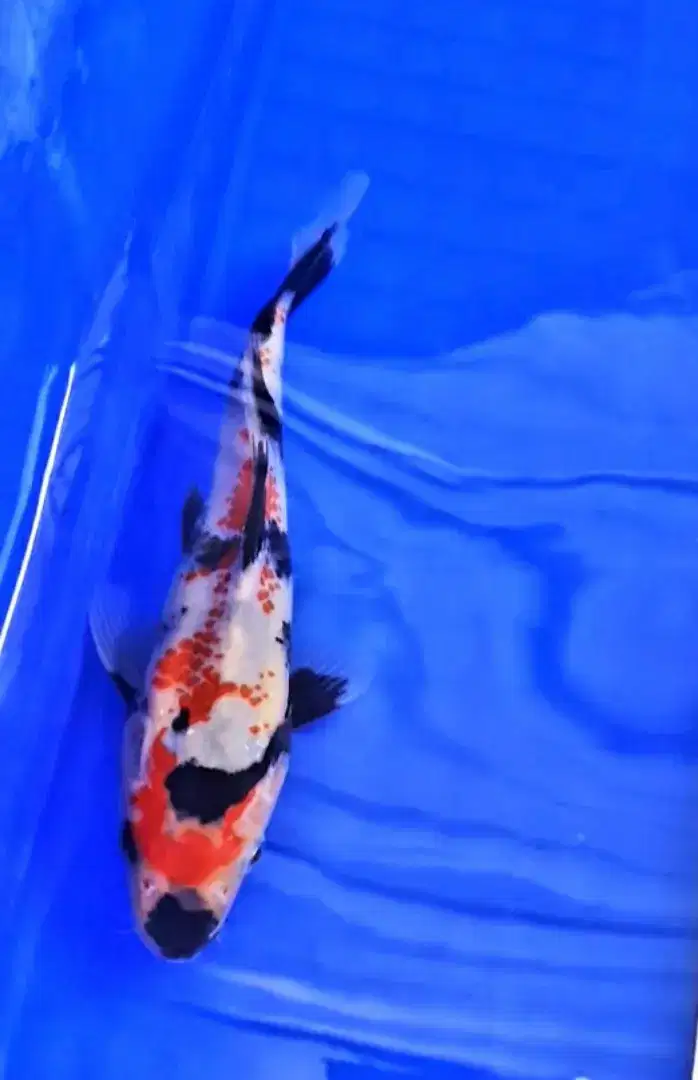 IKAN KOI SHOWA KANOKO SIZE 20CM QUALITY SHOW