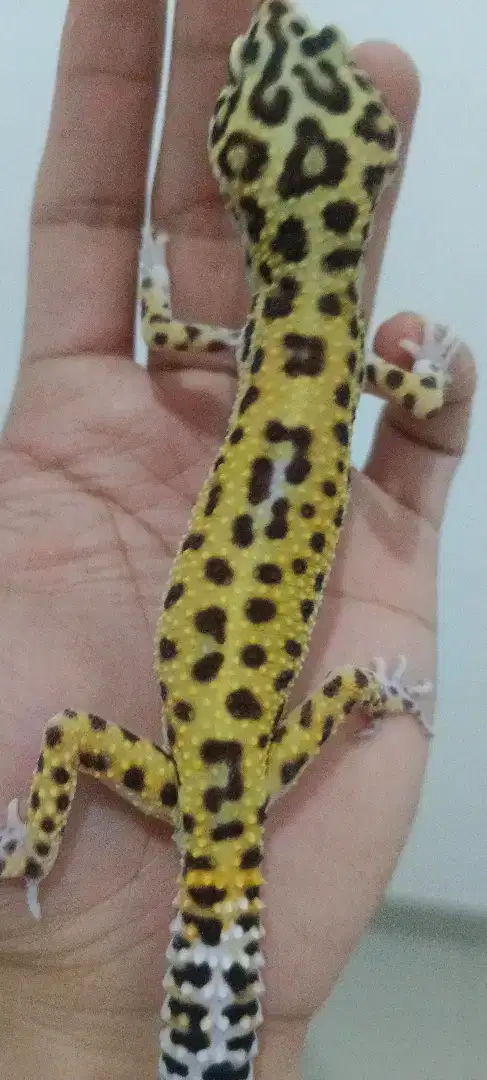 Leopard gecko premium