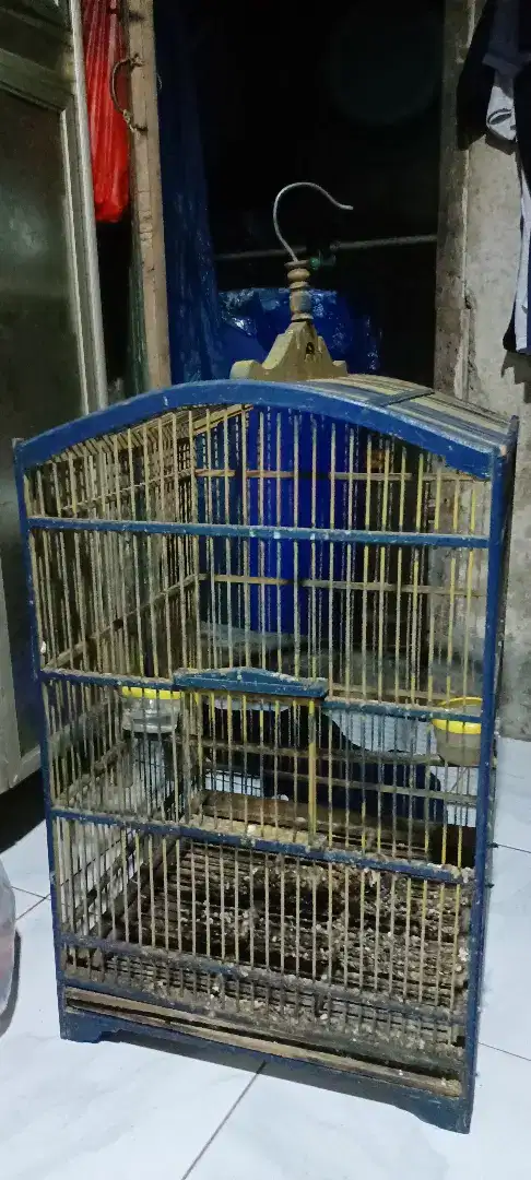 Murah burung petak kayu nomor 1 jumbo