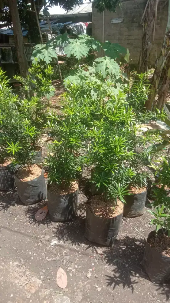 Pohon lohansung tinggi 1 meter