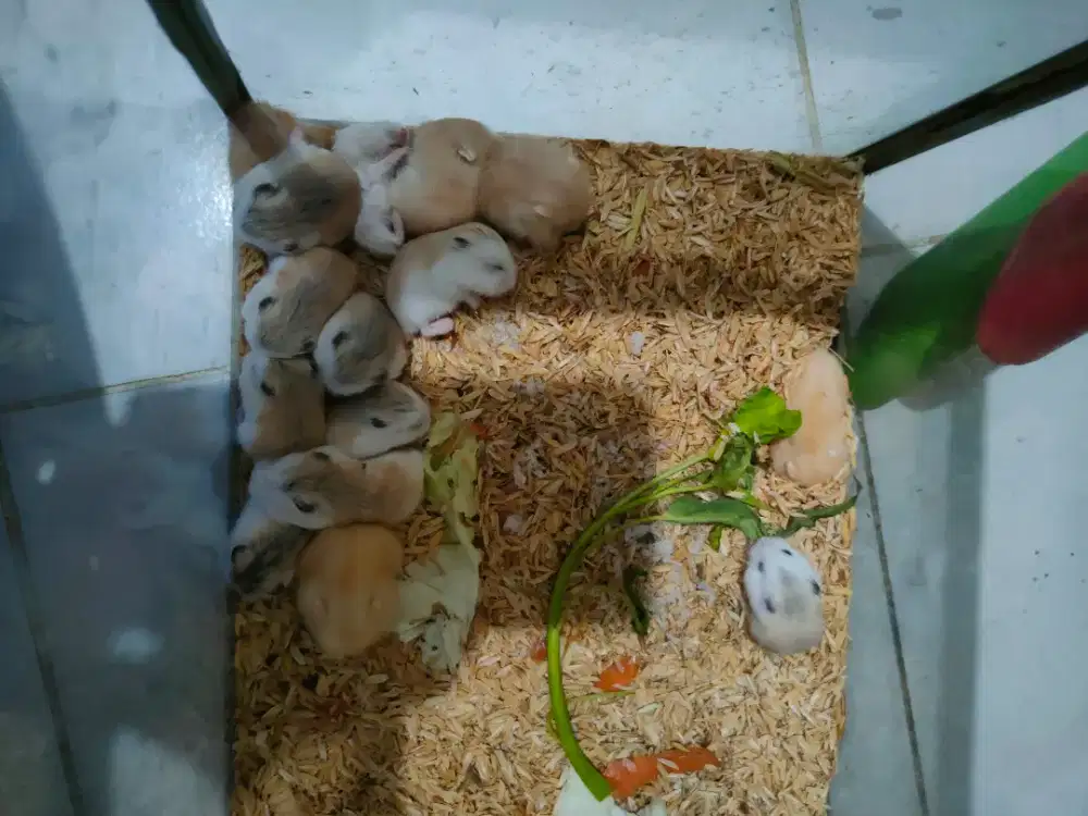 Hamster winter white