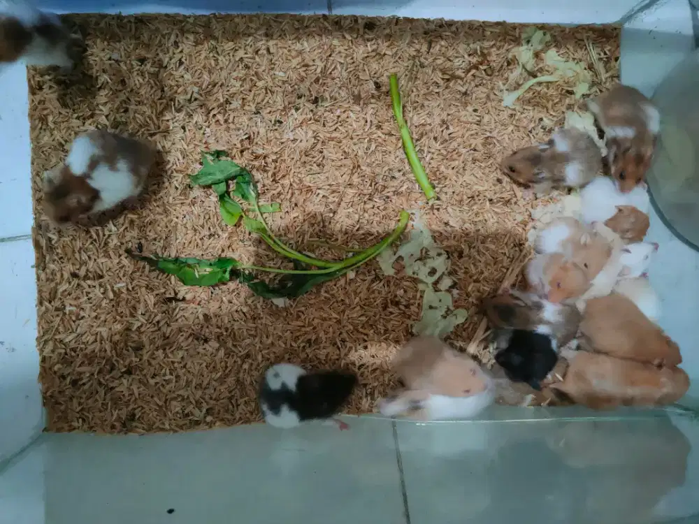 Hamster syrian sehat