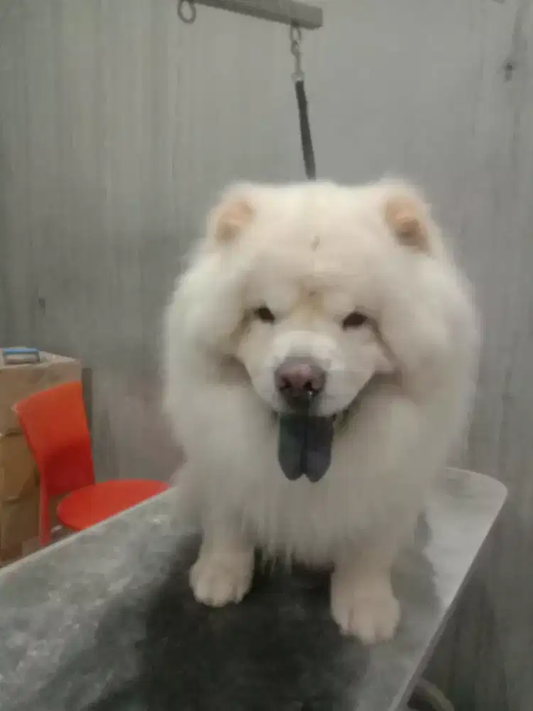 Groaming panggilan kerumah untuk anjing dan kucing