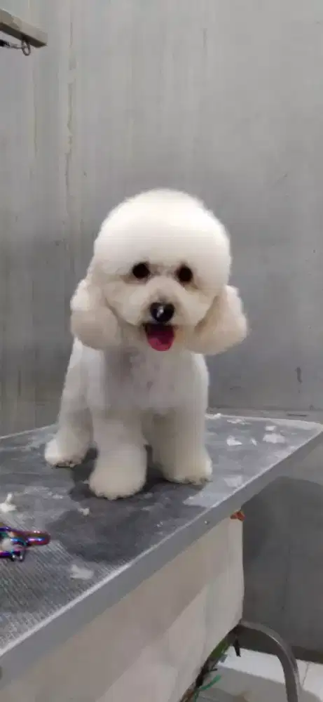 Groaming panggilan kerumah untuk anjing dan kucing