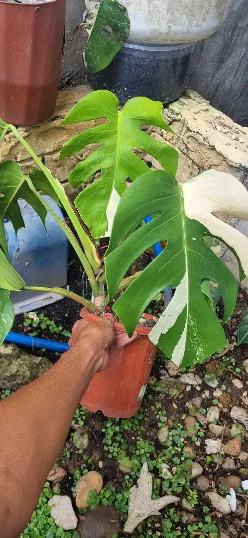 Monstera variegata