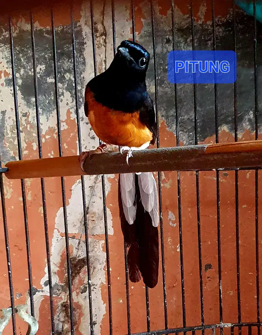 Burung Murai Batu Medan Jantan Gacor Isian Trah Prestasi Istimewa