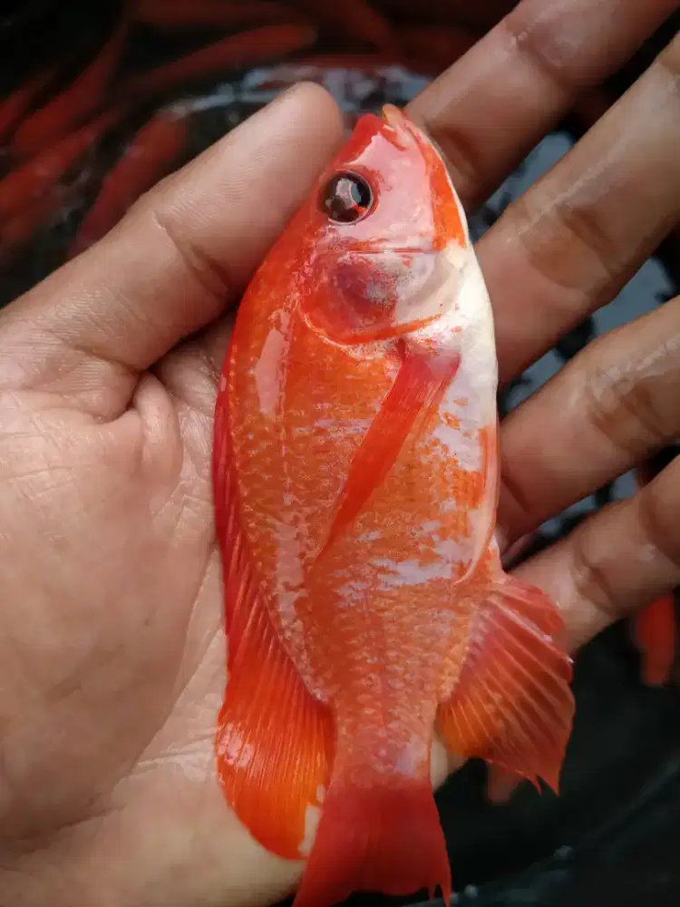 Sedia bibit ikan nila merah