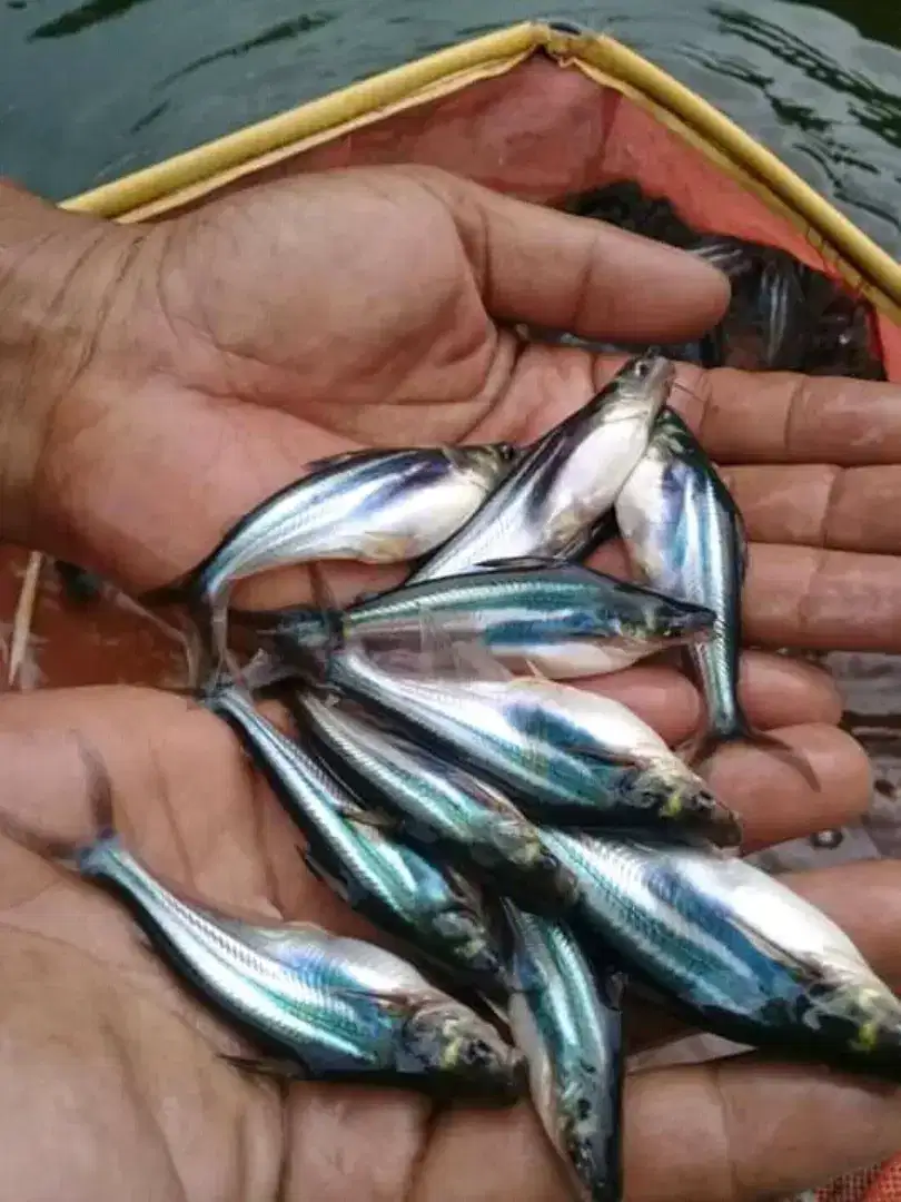 Sedia bibit ikan patin