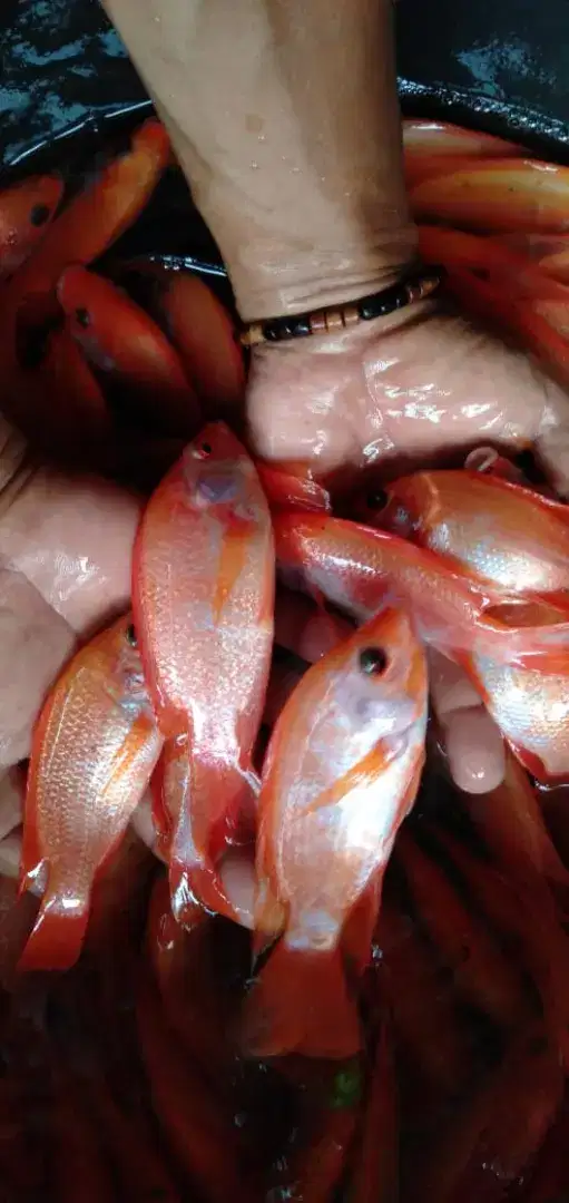 Sedia bibit ikan nila merah