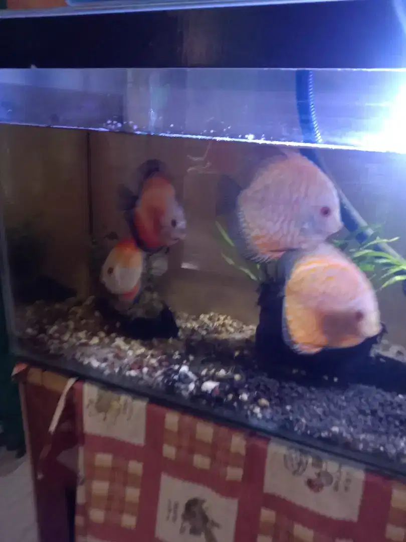 Di jual discus pigeon dan red melon