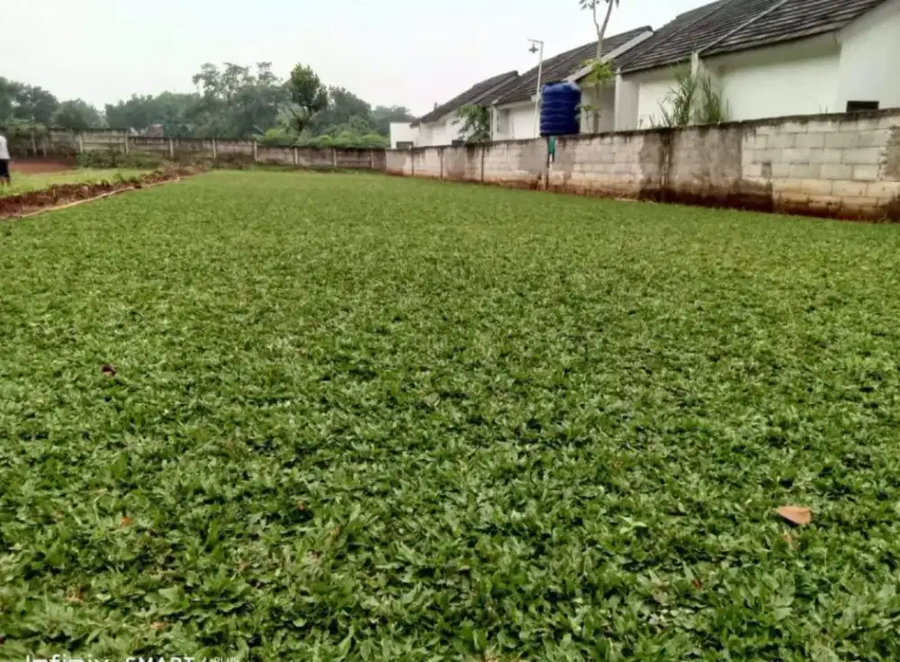 Rumput taman gajah mini bisa skalian pasang