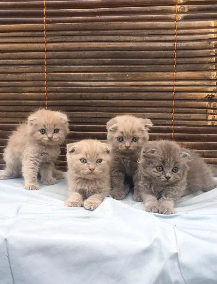 Kucing scottish fold anakan import