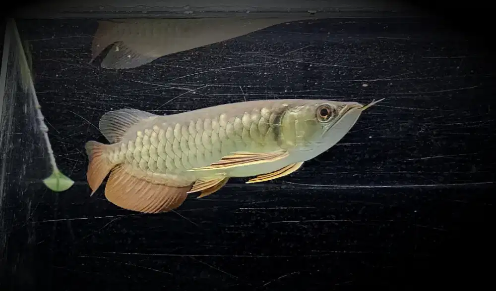 Arwana Golden Red Berkualitas dan Pilihan 25 cm Bekasi Timur