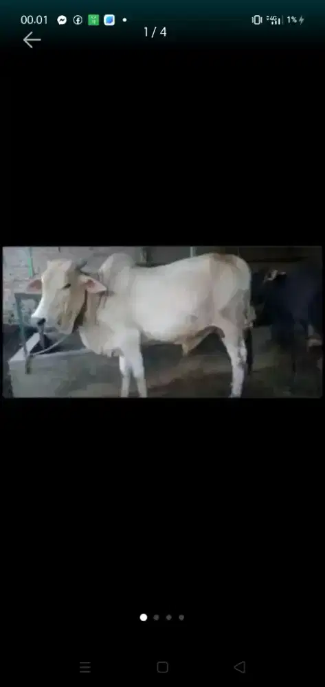 Lembu qurban lokasi Medan Marelan amanah harga bershabat bApak ibu