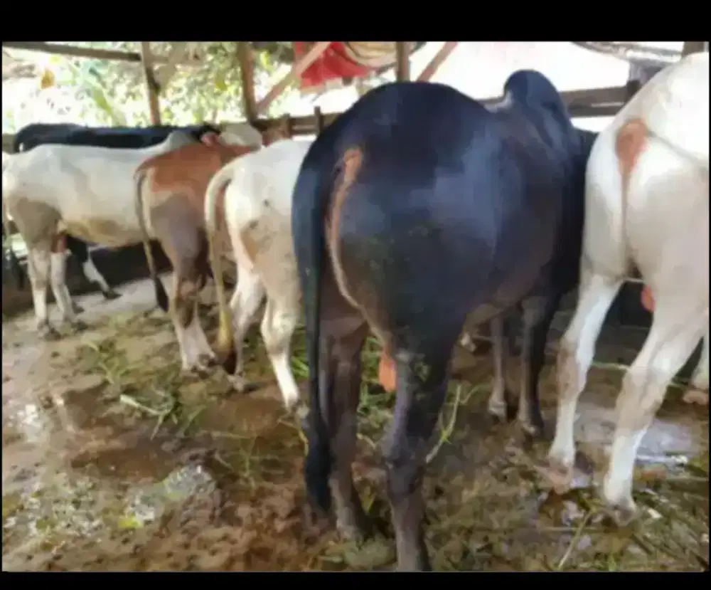 lembu qurban Medan amana tidak sperti yang lain di tukar tukar