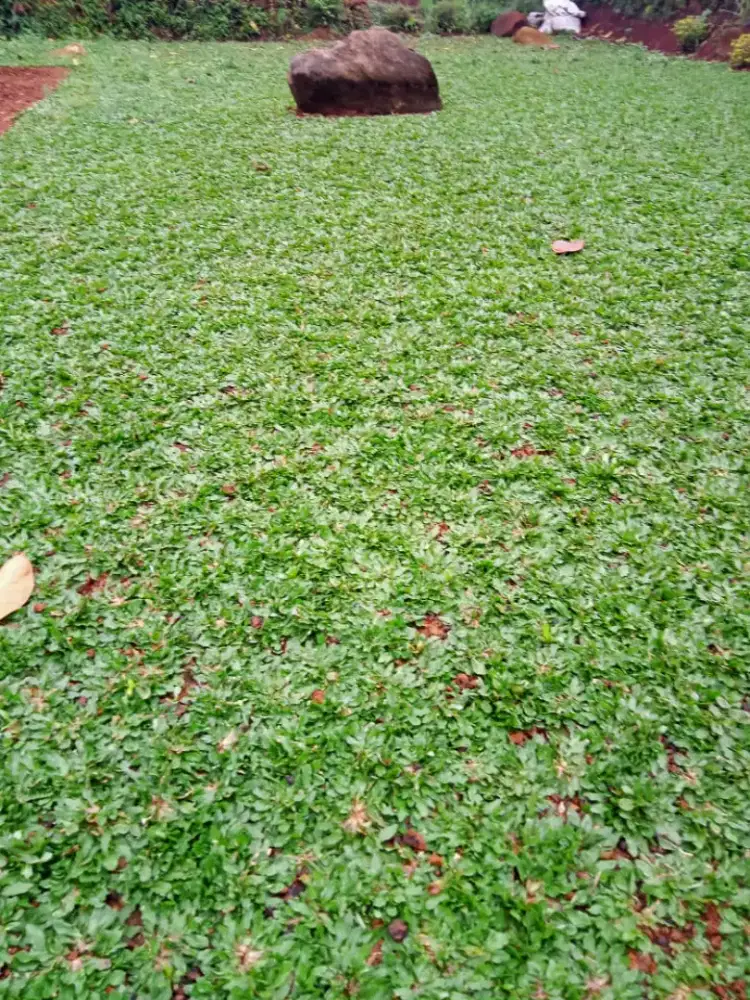 Jual macam macam rumput taman