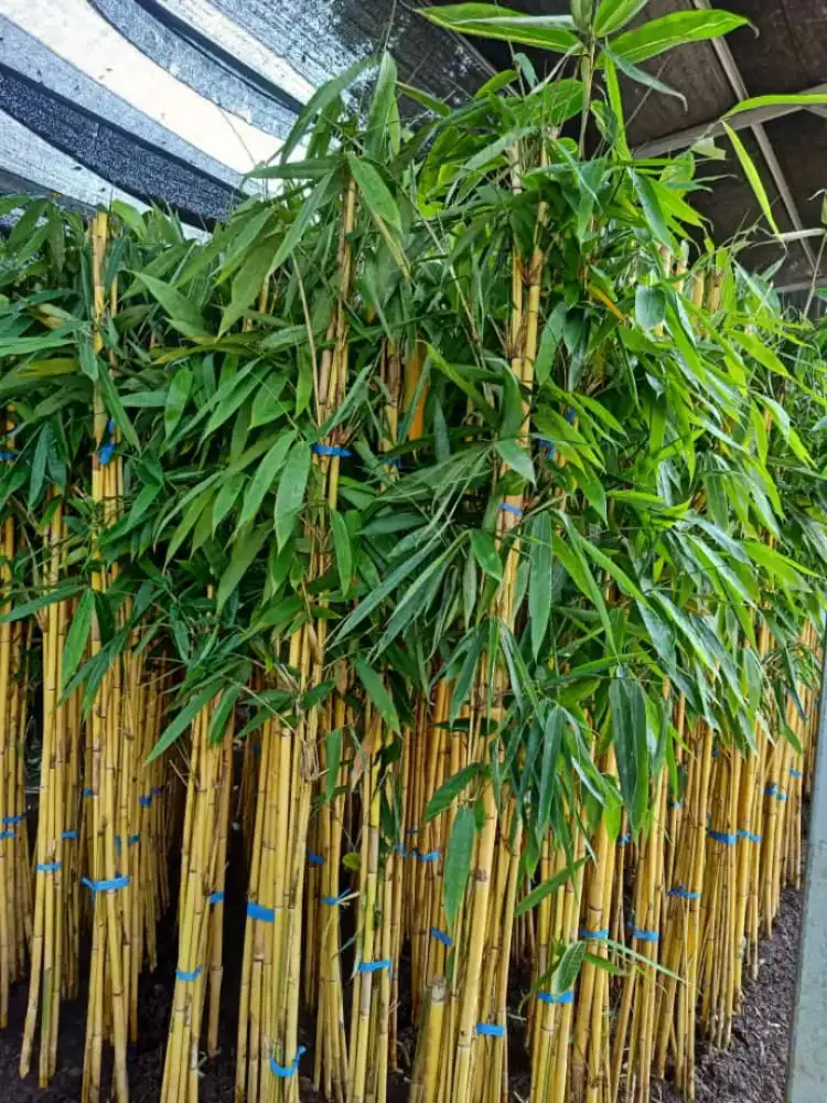 Jual bambu kuning panda