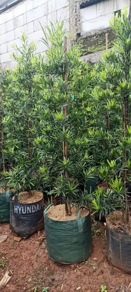 Jual pohon loansung bermacam ukuran