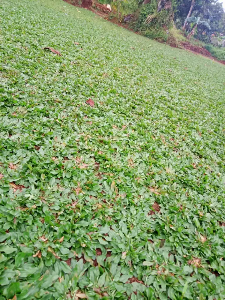 Jual rumput gajah mini untuk taman