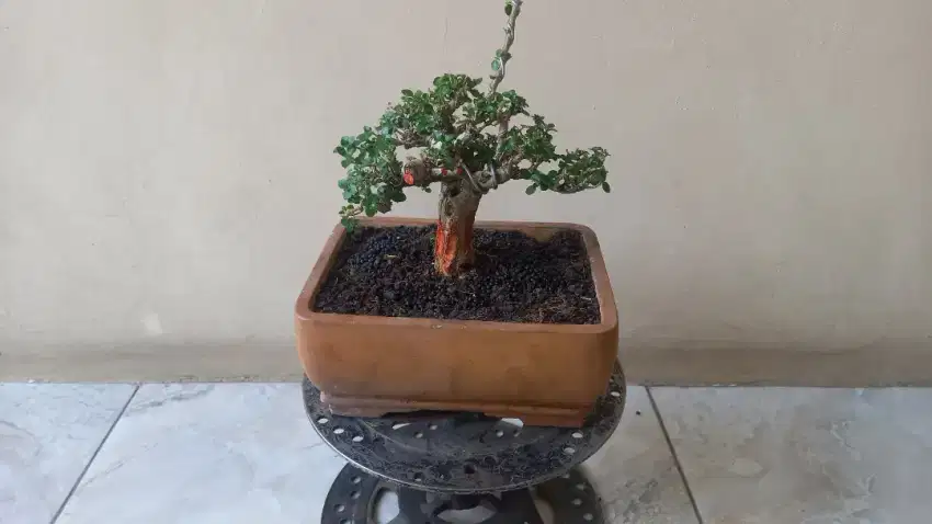 Bonsai sancang mame top