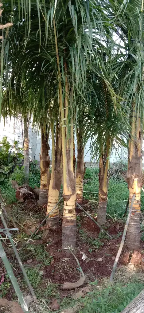 Menjual pohon kelapa kuning/ kelapa gading