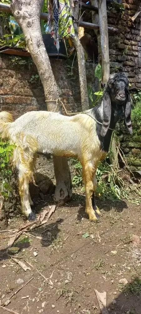 Kambing qurban Jogja