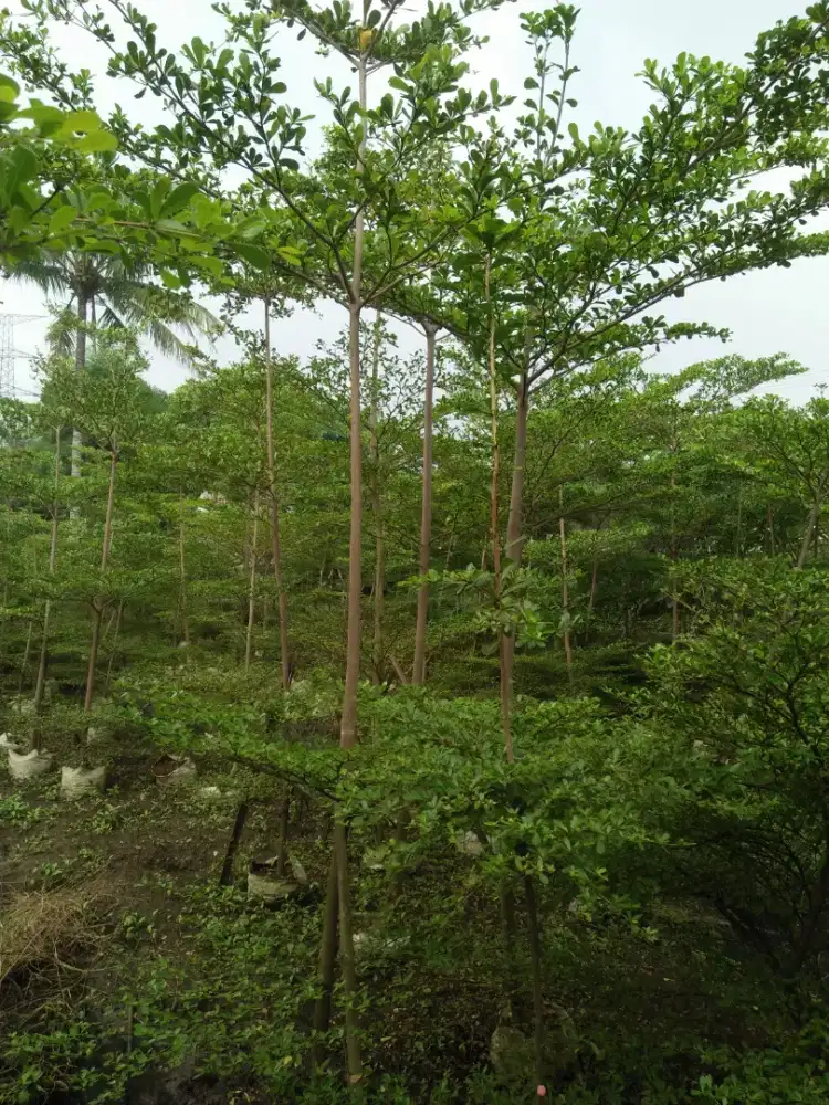 Menjual pohon ketapang kencana payung