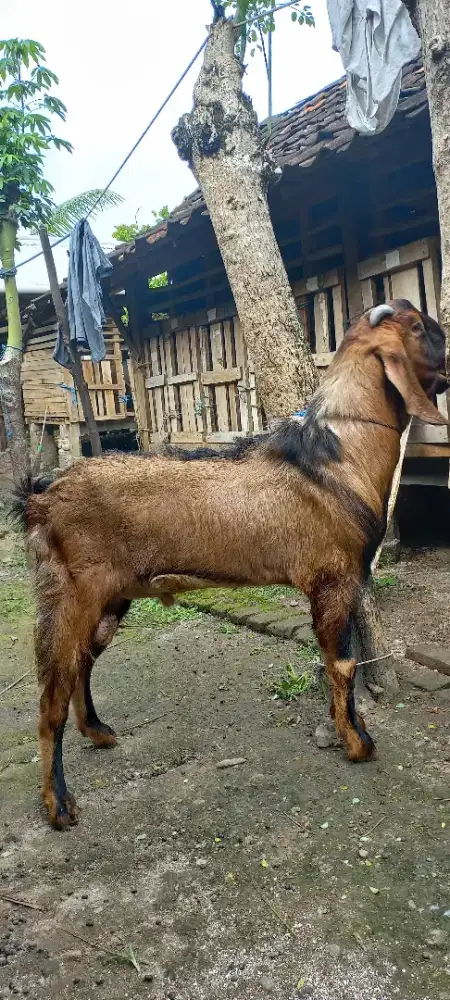 Kambing Qurban Jogja