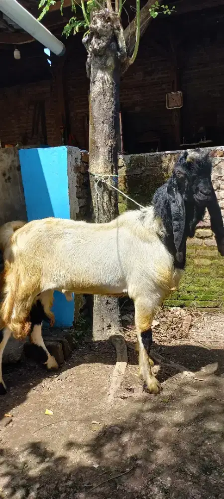 Kambing aqiqah Jogja