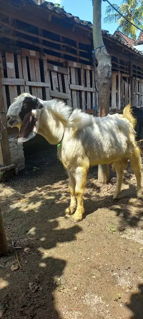 Kambing aqiqah Jogja