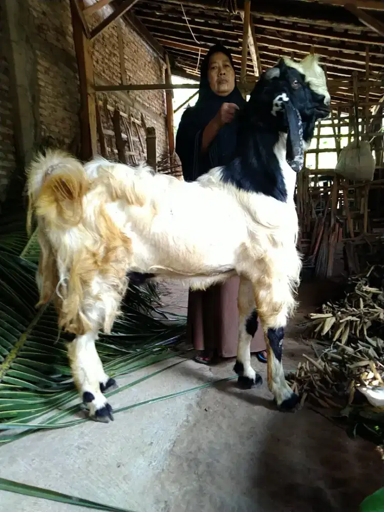 Kambing qurban jogja
