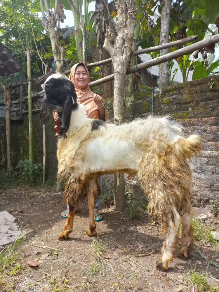 Kambing qurban jumbo jogja