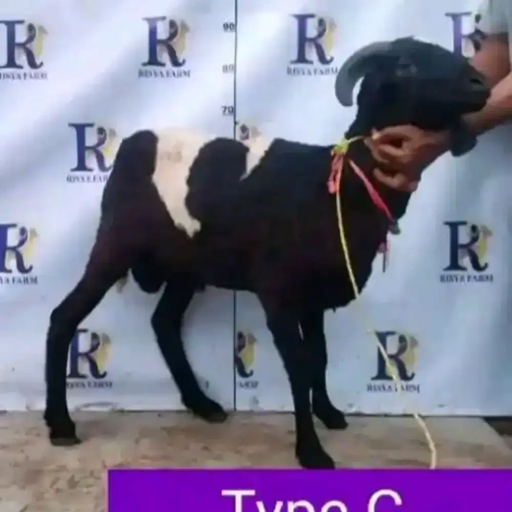 Domba tanduk qurban aqiqah