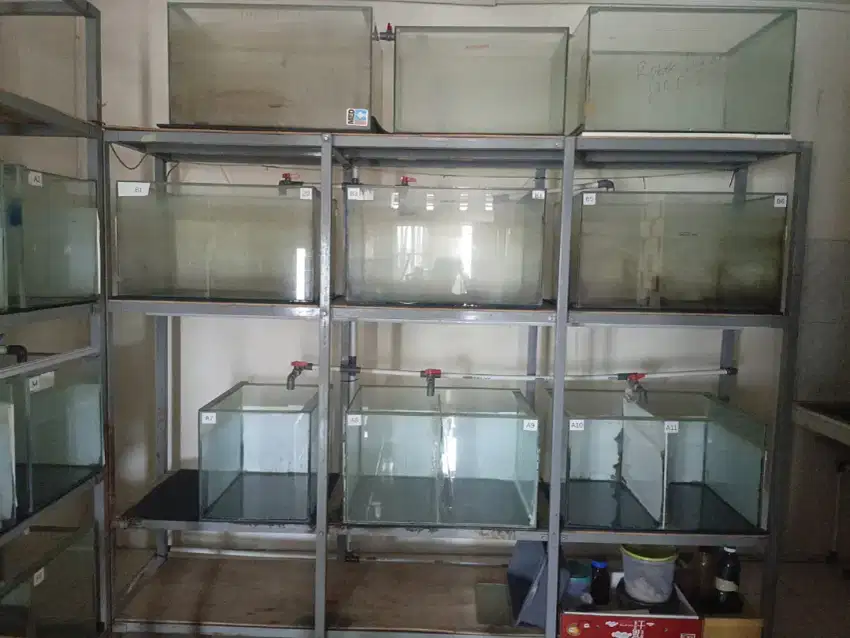 Aquarium, Rak ,dan Ikan discus full setingan Rp.16Jt *bisa nego