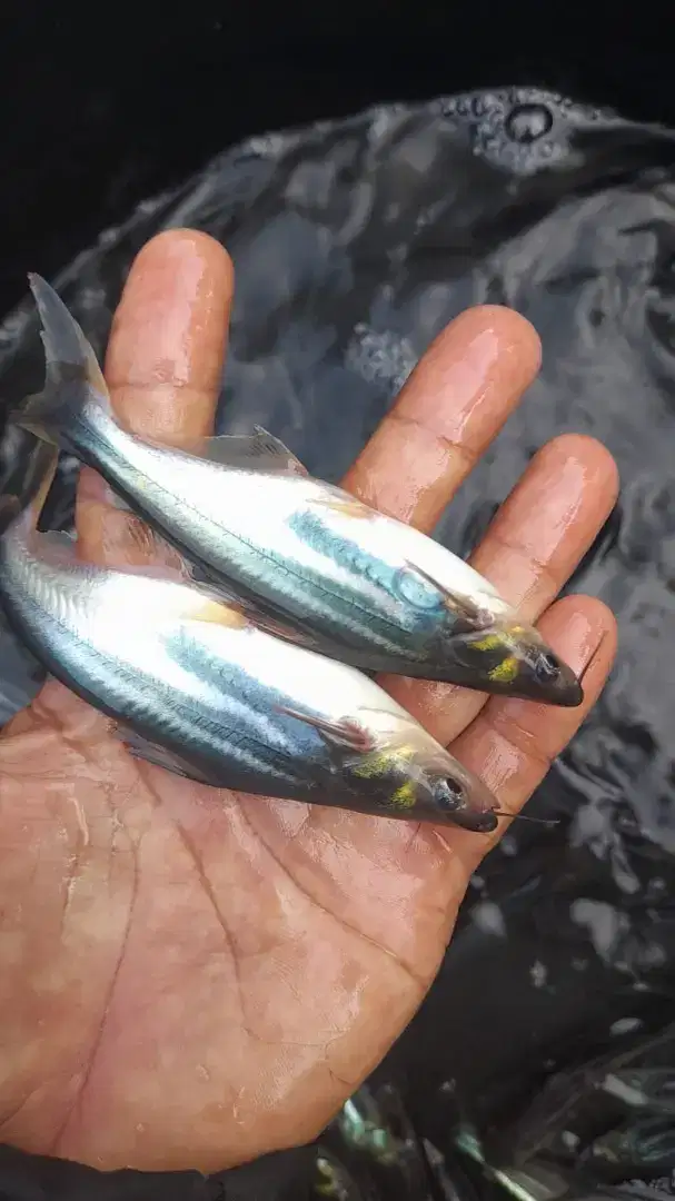 jual bibit ikan patin