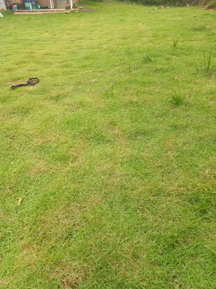 Rumput jepang permeter