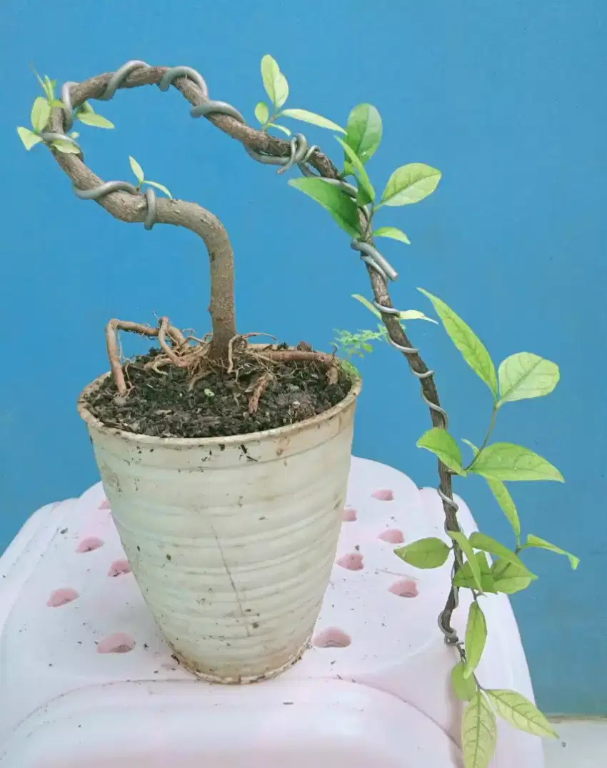 Pohon bonsai anting putri