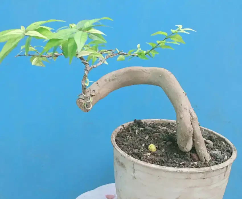 Pohon bonsai anting putri