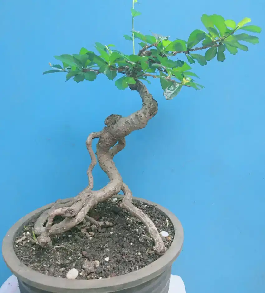 Pohon bonsai hokiantea bunga