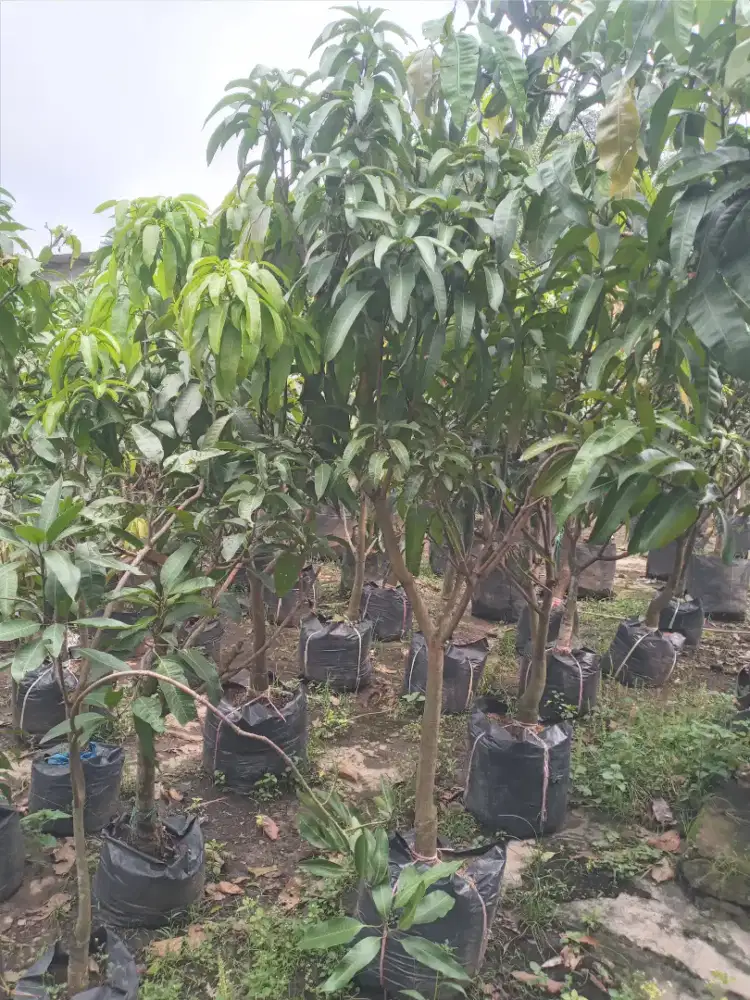 Pohon manggah kiojay