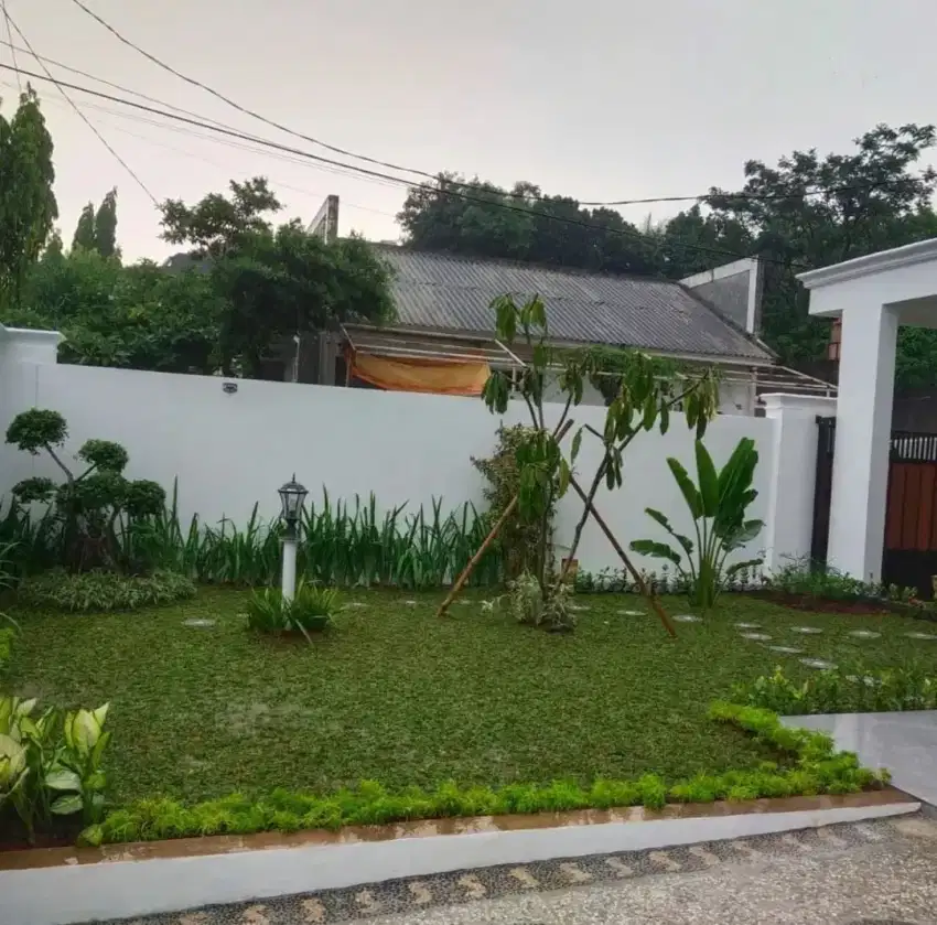 JUAL RUMPUT GAJAH MINI PERMETER