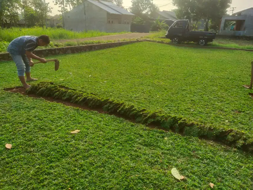 JUAL RUMPUT GAJAH MINI rumput taman