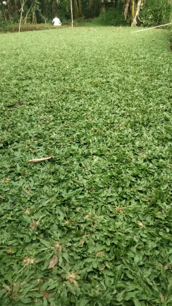 Tukang rumput gajah mini