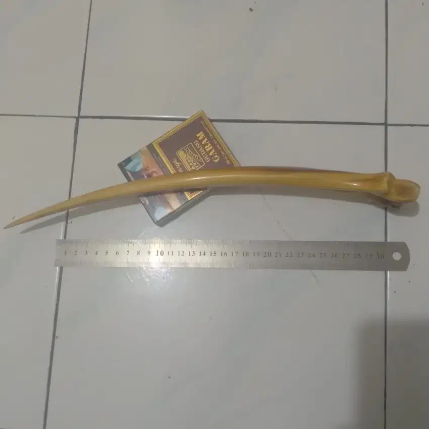 Barang super langka, tulang punggung ikan marlin panjang lebih 30cm