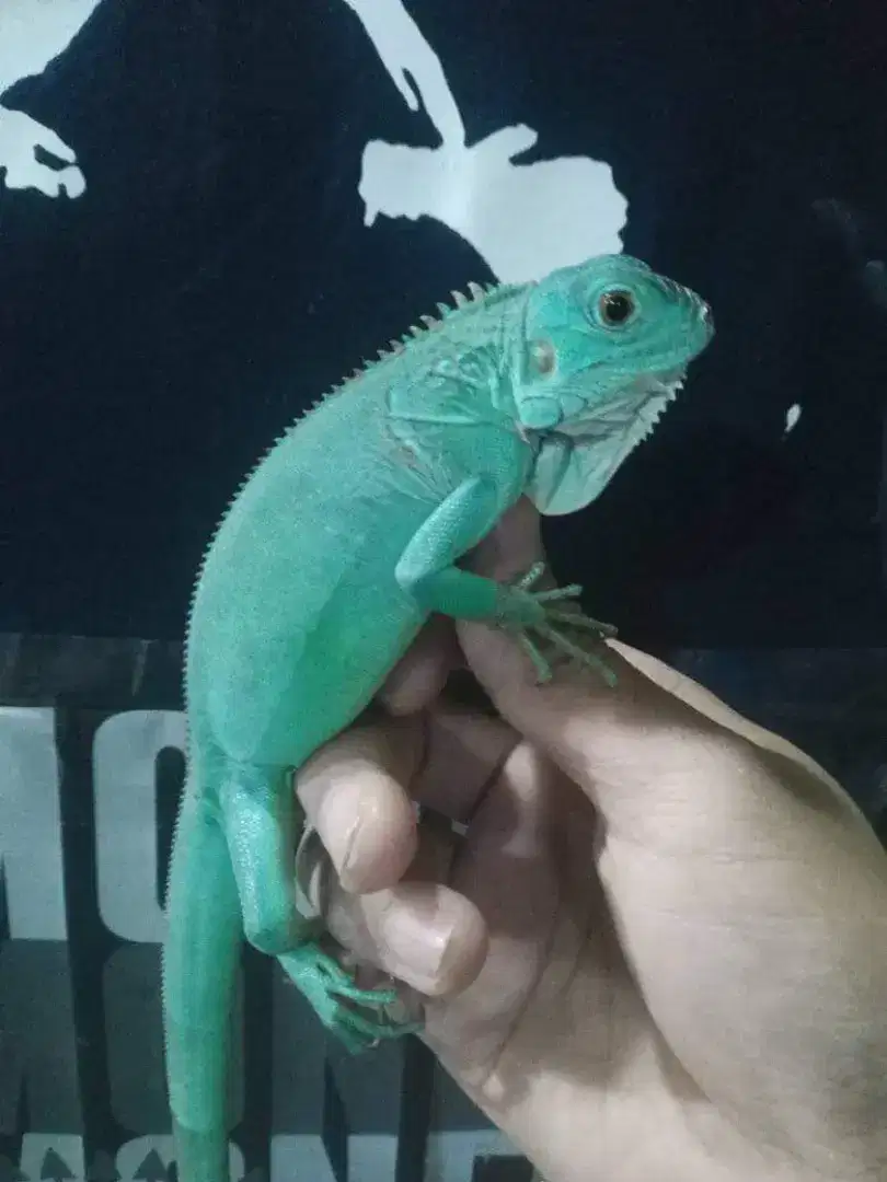 Iguana murah Bandung