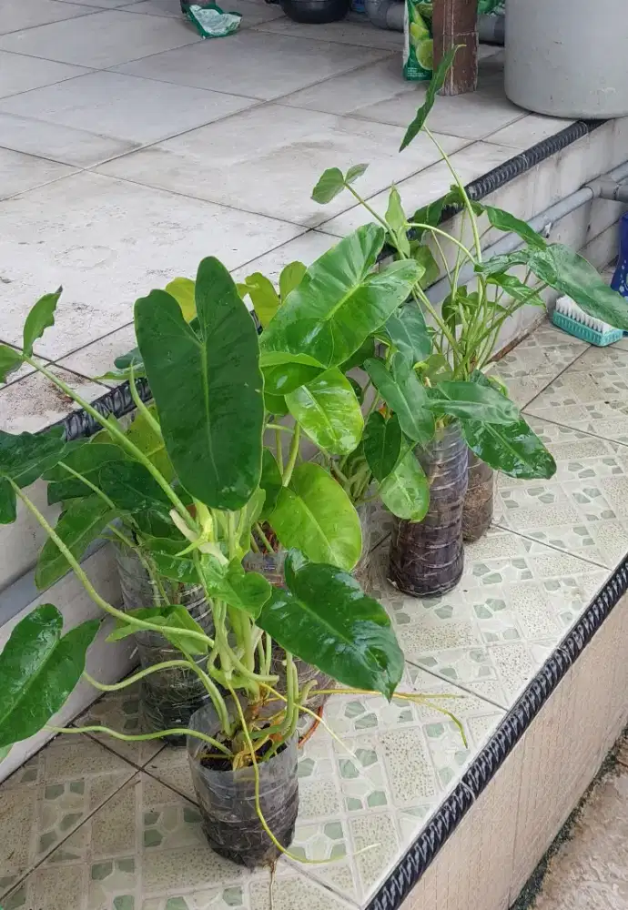 Philodendron Brekele