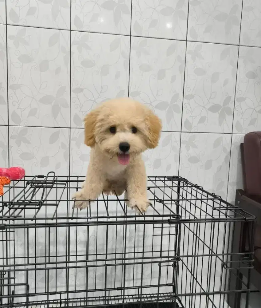 Puppy Maltipo dan Shihpo cakep Murah