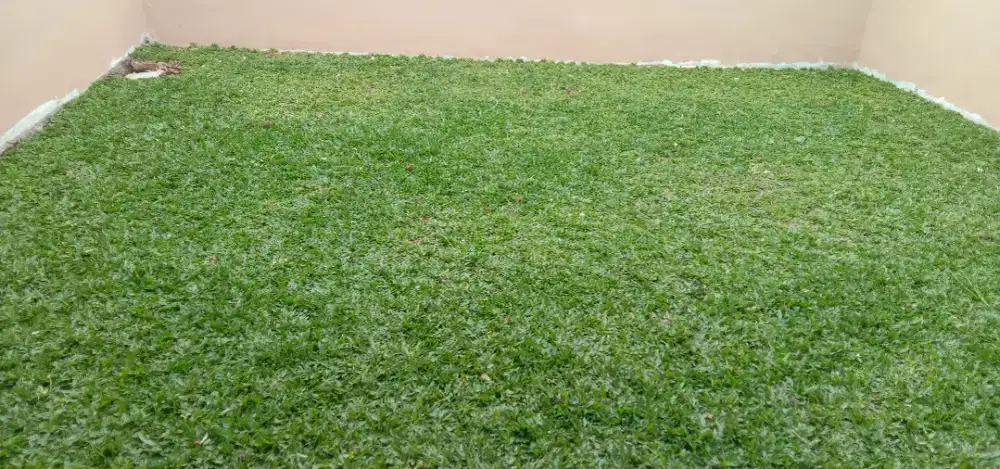 Rumput gajah mini di palembang