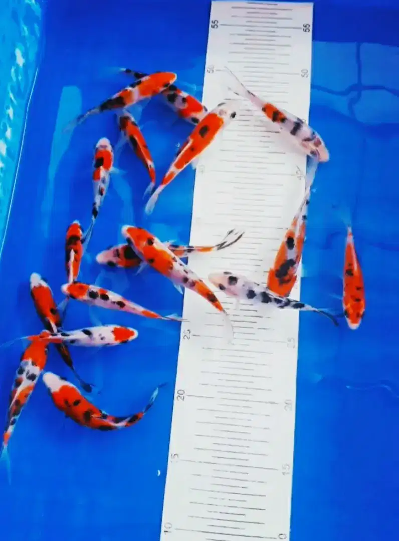 IKAN KOI ANAKAN IMPORT SUPER SIZE 15CM