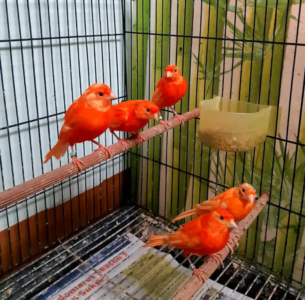 Jual kenari merlok hasil kebun sendiri